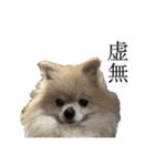 表情豊かなポメラニアン2(実写)（個別スタンプ：1）