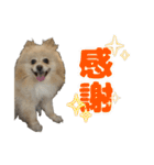 表情豊かなポメラニアン2(実写)（個別スタンプ：2）