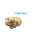 表情豊かなポメラニアン2(実写)（個別スタンプ：3）
