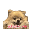 表情豊かなポメラニアン2(実写)（個別スタンプ：7）