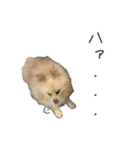 表情豊かなポメラニアン2(実写)（個別スタンプ：8）