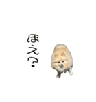 表情豊かなポメラニアン2(実写)（個別スタンプ：12）