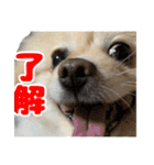 表情豊かなポメラニアン2(実写)（個別スタンプ：15）