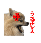 表情豊かなポメラニアン2(実写)（個別スタンプ：23）