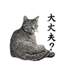水墨画風 猫スタンプ （AI生成）（個別スタンプ：11）