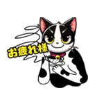 ハチワレ猫のテオ1（個別スタンプ：8）