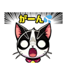 ハチワレ猫のテオ1（個別スタンプ：13）