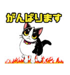 ハチワレ猫のテオ1（個別スタンプ：23）