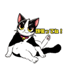 ハチワレ猫のテオ1（個別スタンプ：36）