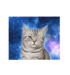 動く！宇宙猫（個別スタンプ：13）
