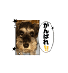 富田家のブルー！（個別スタンプ：3）