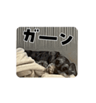 富田家のブルー！（個別スタンプ：9）