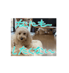 ぷりんとしぇりのすたんぷ（個別スタンプ：1）