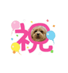 ぷりんとしぇりのすたんぷ（個別スタンプ：4）