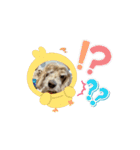 ぷりんとしぇりのすたんぷ（個別スタンプ：11）
