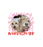 ぷりんとしぇりのすたんぷ（個別スタンプ：15）
