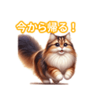 とにかくかわいいエキゾチックロングヘアー（個別スタンプ：36）