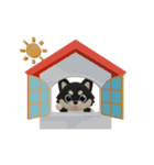 動くかわいい3Dポメラニアン（個別スタンプ：15）