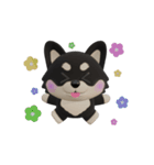 動くかわいい3Dポメラニアン（個別スタンプ：19）