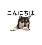 柴犬 毎日デカ文字 黒柴 可愛いフェル4（個別スタンプ：1）