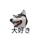 柴犬 毎日デカ文字 黒柴 可愛いフェル4（個別スタンプ：2）
