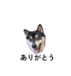 柴犬 毎日デカ文字 黒柴 可愛いフェル4（個別スタンプ：3）