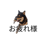 柴犬 毎日デカ文字 黒柴 可愛いフェル4（個別スタンプ：4）