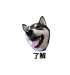 柴犬 毎日デカ文字 黒柴 可愛いフェル4（個別スタンプ：5）