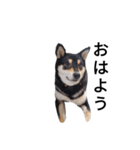 柴犬 毎日デカ文字 黒柴 可愛いフェル4（個別スタンプ：6）