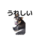 柴犬 毎日デカ文字 黒柴 可愛いフェル4（個別スタンプ：8）