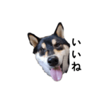 柴犬 毎日デカ文字 黒柴 フェル可愛い5（個別スタンプ：1）