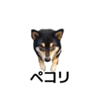 柴犬 毎日デカ文字 黒柴 フェル可愛い5（個別スタンプ：2）