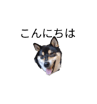 柴犬 毎日デカ文字 黒柴 フェル可愛い5（個別スタンプ：3）