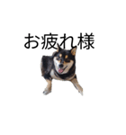 柴犬 毎日デカ文字 黒柴 フェル可愛い5（個別スタンプ：4）