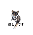 柴犬 毎日デカ文字 黒柴 フェル可愛い5（個別スタンプ：6）