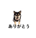 柴犬 毎日デカ文字 黒柴 フェル可愛い5（個別スタンプ：7）