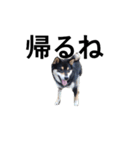 柴犬 毎日デカ文字 黒柴 フェル可愛い5（個別スタンプ：8）