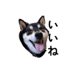 柴犬 毎日デカ文字 黒柴 フェル可愛い7（個別スタンプ：1）