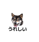 柴犬 毎日デカ文字 黒柴 フェル可愛い7（個別スタンプ：2）