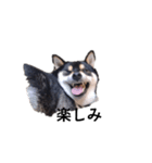 柴犬 毎日デカ文字 黒柴 フェル可愛い7（個別スタンプ：3）