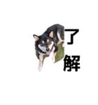 柴犬 毎日デカ文字 黒柴 フェル可愛い7（個別スタンプ：4）