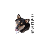 柴犬 毎日デカ文字 黒柴 フェル可愛い7（個別スタンプ：6）
