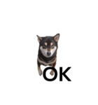柴犬 毎日デカ文字 黒柴 フェル可愛い7（個別スタンプ：7）
