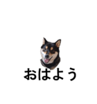 柴犬 毎日デカ文字 黒柴 フェル可愛い7（個別スタンプ：8）