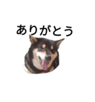 柴犬 毎日癒し 黒柴 フェル 可愛い8（個別スタンプ：1）