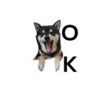 柴犬 毎日癒し 黒柴 フェル 可愛い8（個別スタンプ：2）