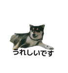 柴犬 毎日癒し 黒柴 フェル 可愛い8（個別スタンプ：3）