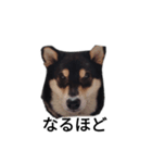 柴犬 毎日癒し 黒柴 フェル 可愛い8（個別スタンプ：4）