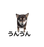 柴犬 毎日癒し 黒柴 フェル 可愛い8（個別スタンプ：5）