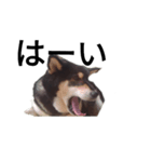 柴犬 毎日癒し 黒柴 フェル 可愛い8（個別スタンプ：6）